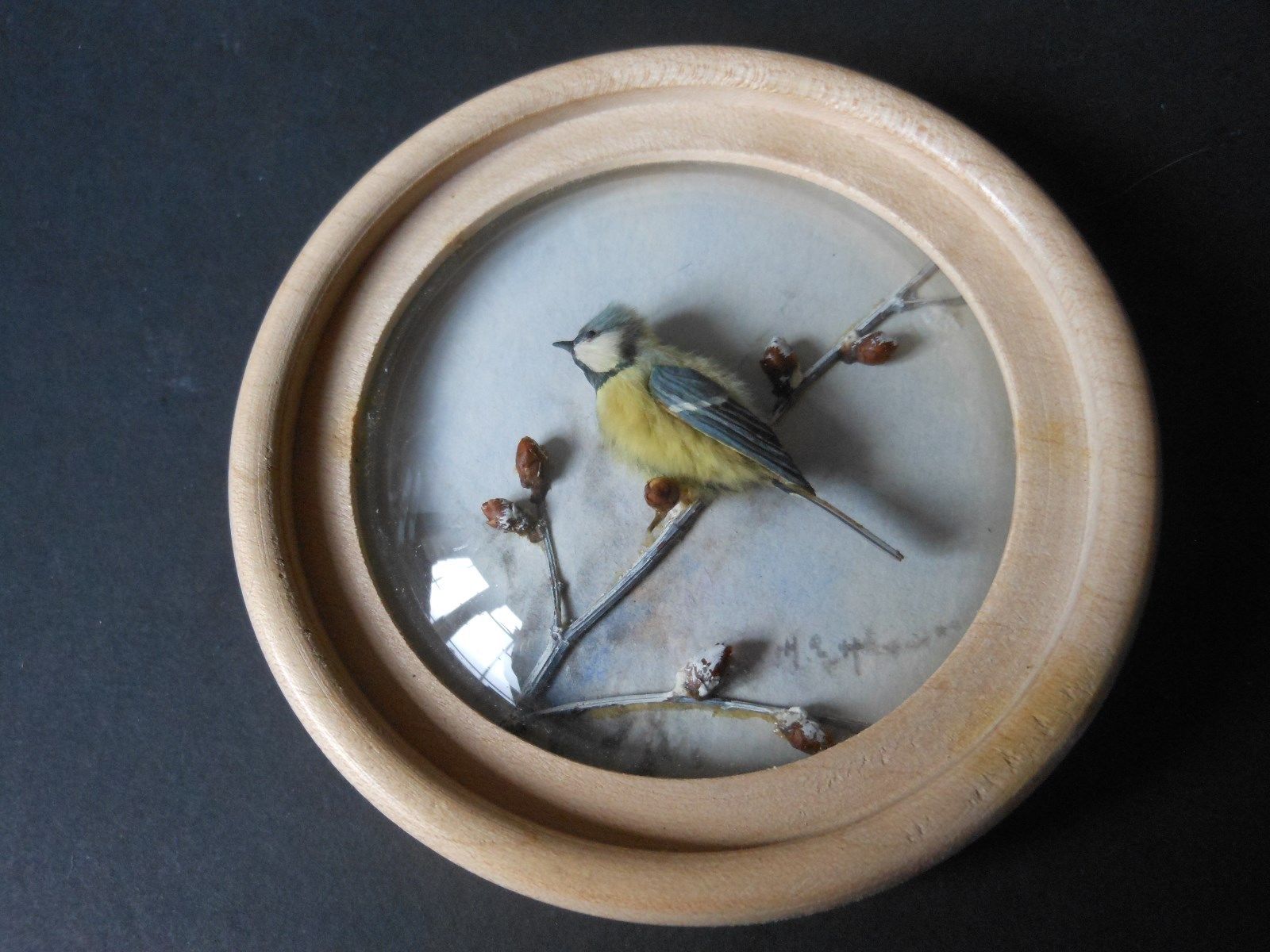Great Tit (Version 4)